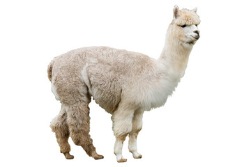 Fototapeta premium Standing alpaca looking toward camera, fluffy fur texture visible, clipped to clean white with no floor shadow