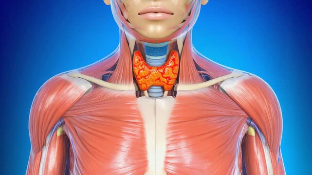 Medical illustration highlighting the thyroid gland in orange, an essential endocrine organ in the neck that regulates metabolism and other bodily functions
