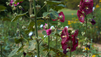 Close-up of Alcea rosea L. in peak summer bloom, revealing its vibrant magenta petals and herbal foliage used in traditional natural remedies.