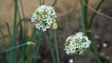 White flowering heads of Allium tuberosum in full bloom, showcasing the delicate structure and herbal essence of this late-season Asian medicinal plant.