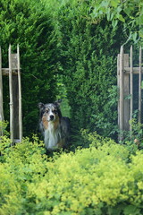Schöner Hund sitzt im Garten, eingerahmt von Buchsbaumhecke, Frauenmantel und Holzzaun