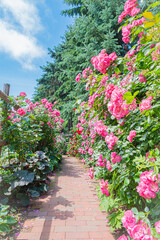 北海道　札幌市　バラ園