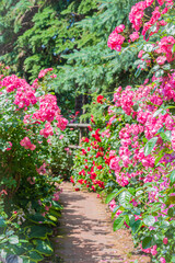 北海道　札幌市　バラ園