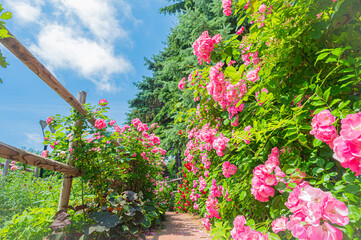 北海道　札幌市　バラ園