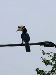 A majestic hornbill, its vibrant colors a splash of life against the pale sky, perched on a wire.