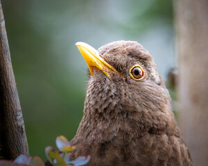 Female Blackbird, Headshots, either really like me or likes the worms I am unearthing by weeding,...