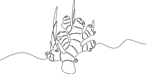 Fototapeta premium Minimalistic One-Line Drawing of Ginger Root on White Background