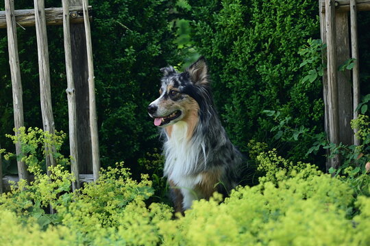 Sch&ouml;ner Hund sitzt im Garten, eingerahmt von Buchsbaumhecke, Frauenmantel und Holzzaun