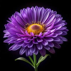 pink chrysanthemum flower