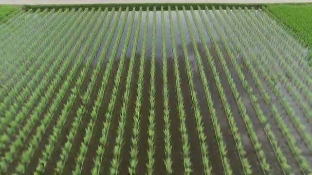 Expansive green rice paddies meticulously planted in straight rows, reflecting the sky and showing the early growth stages of the crop.