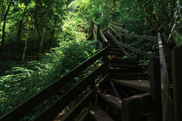 Beautiful Stairs Leading to Waterfall Amidst Lush Greenery in Chiang Mai