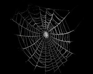 Fototapeta premium cobweb or spider web isolated on black background