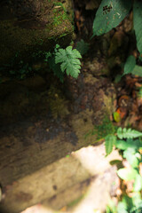 Lush Greenery at Monthathan Waterfall in Chiang Mai, Thailand