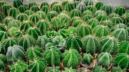 Bright green cacti thrive in a greenhouse, showcasing various species like gymnocalycium and...