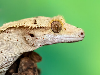 Portrait of a Crested Gecko male in a terrarium. Correlophus ciliatus, Loiret 45, région Centre...