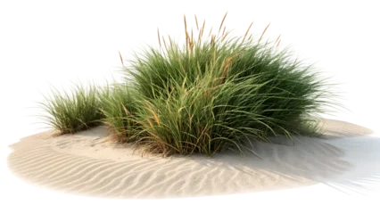 Papier peint photo Herbes des dunes Beach grass on sand dune landscape summer coastal plant nature scene outdoor scenic view of seaside grass  © gihan
