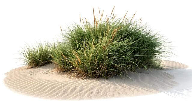 Beach grass on sand dune landscape summer coastal plant nature scene outdoor scenic view of seaside grass - Powered by Adobe