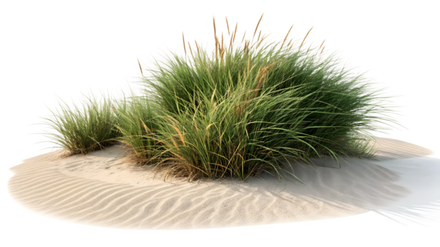Beach grass on sand dune landscape summer coastal plant nature scene outdoor scenic view of seaside grass