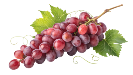 Fresh red grapes bunch with green leaves healthy fruit antioxidant rich food delicious sweet grapes isolated