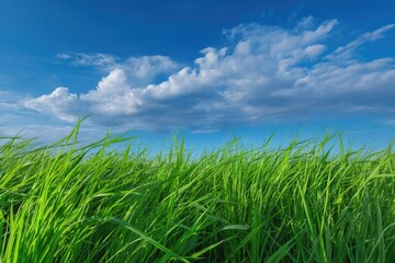 Obraz premium Lush green grass field under a vibrant blue sky with fluffy white clouds