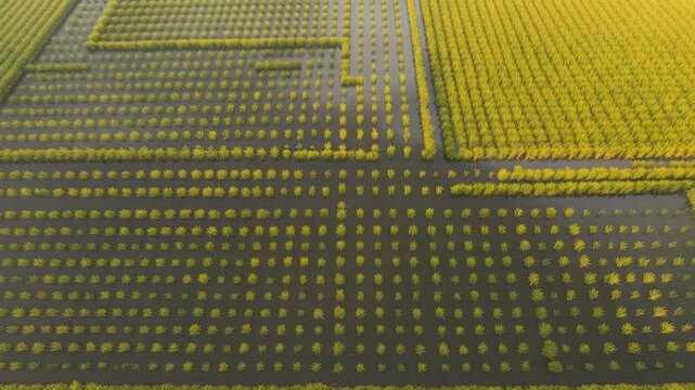 Aerial view of a rice paddy field with rows of young rice plants growing in flooded sections, showing agricultural patterns and textures.