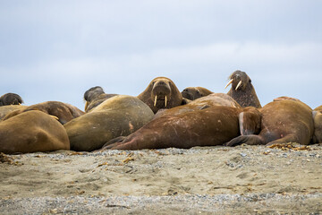 A group of walruses lying on the shore with the one in the center looking at the camera