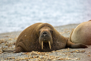 A walrus lying on the beach with its flippers extended and looking at the camera © Linda