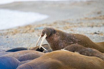  Walrus Rising Its Head