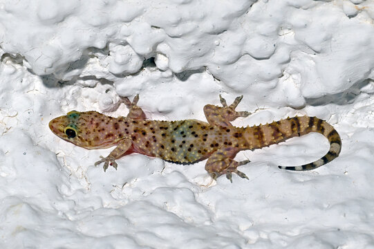Europ&auml;ischer Halbfingergecko // Mediterranean house gecko, Turkish gecko (Hemidactylus turcicus) - Pylos, Peloponnes, Griechenland