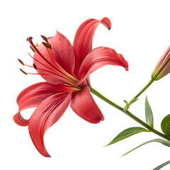 Vibrant elegant blooming red lily isolated on a transparent background png