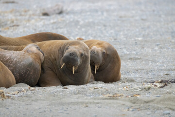 Several Walruses Lying Beach With