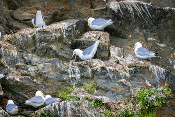 A group of black-legged kittiwakes nesting on the side of a cliff with one of the birds retching in...