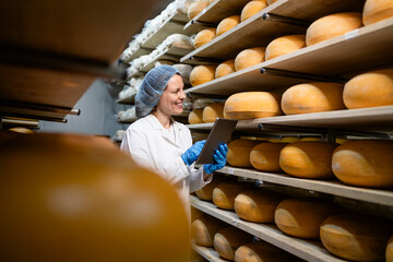 Food storage control. Checking condition of cheese wheels arranged on shelves.