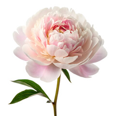 pink lotus isolated on white background