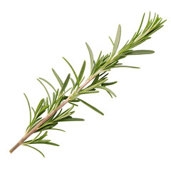 Fototapeta premium Culinary green rosemary herbal sprig isolated on a transparent background png