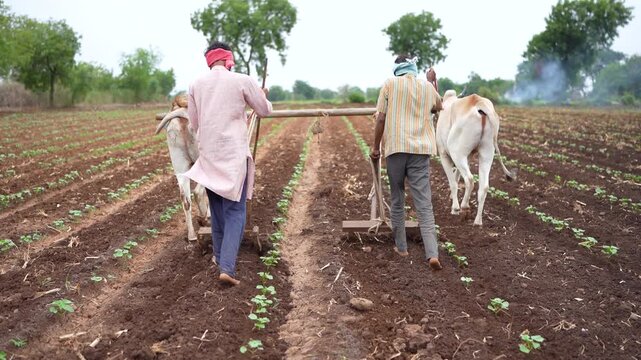Indian farmer plowing farm with bullock 