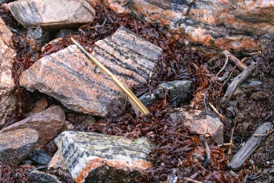 A broken feather lying on a striped rock surrounded by horned wrack in Greenland
