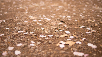 散ってもなお桜