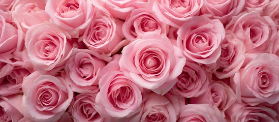 Close-up of many pink roses