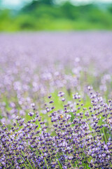 Fototapeta premium 北海道 札幌市 幌見峠のラベンダー畑