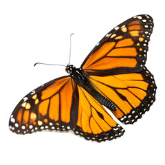 Fototapeta premium Vibrant colorful monarch butterfly insect isolated on a transparent background png