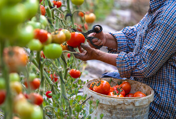 the process of picking ripe red tomatoes in a greenhouse