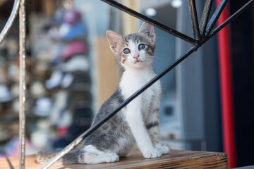 Cute bicolor cat kitten watching camera, Rhodes, Greece