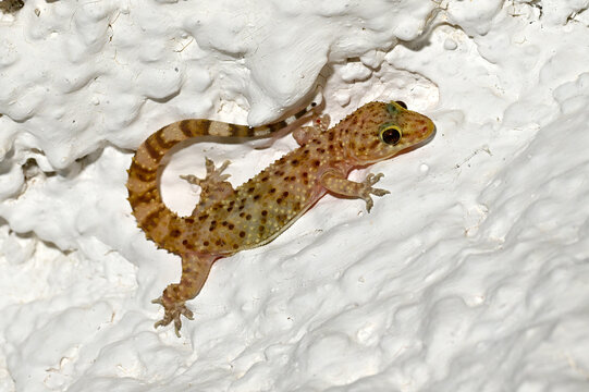 Mediterranean house gecko, Turkish gecko // Europ&auml;ischer Halbfingergecko (Hemidactylus turcicus) - Peloponnese, Greece
