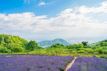 北海道　札幌市　幌見峠のラベンダー畑