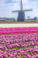 Holland - Tulpen - Niederlande