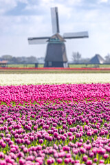 Holland - Tulpen - Niederlande