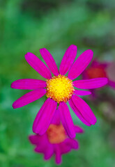 Beautiful close-up of senecio elegans