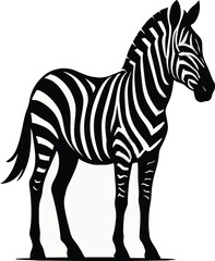 zebra vector illustration