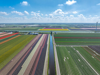 Holland - Tulpen - Niederlande